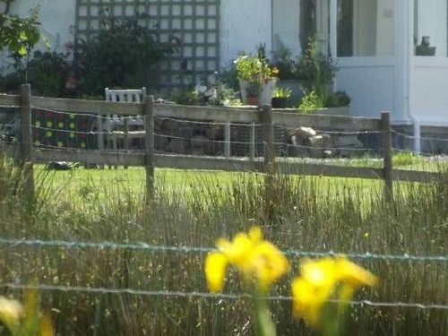 The Swallows Guest House New Quay  Buitenkant foto